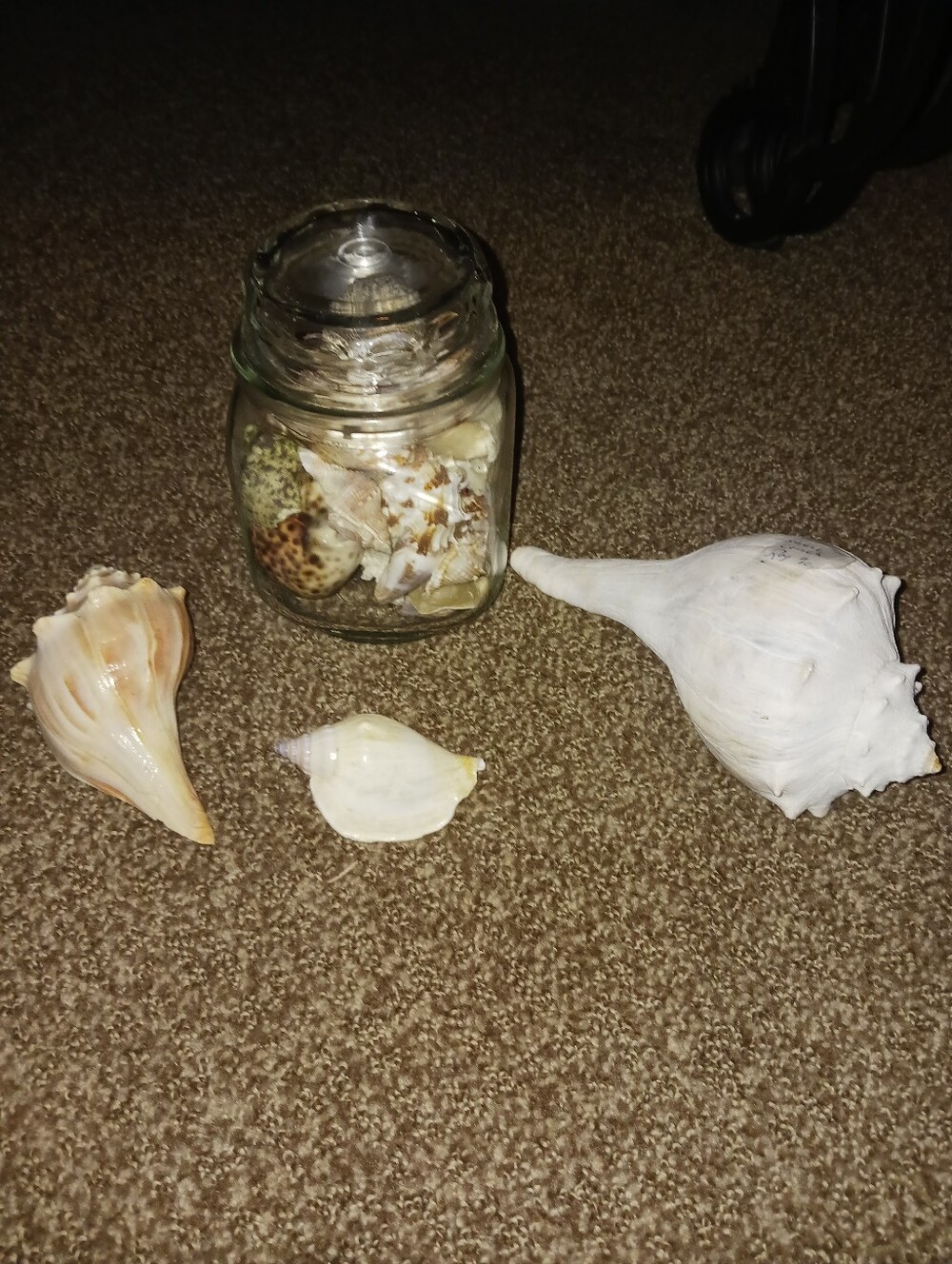 Decorative Sea Shell Jar and Assorted Shells - White and Cream